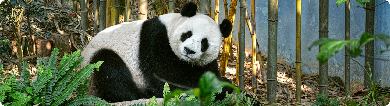 Giant panda seated in a bamboo enclosure — the national mascot behind BNP Paribas Easy's PANDA ticker.