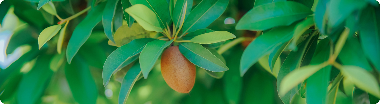 A single brown mango hanging among glossy green leaves on a tree.