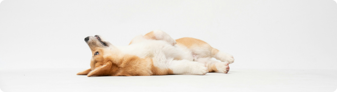 A fluffy tan-and-white corgi puppy rolls playfully on its back, belly up, with its paws curled in the air, against a plain white background.